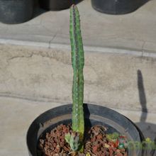 Una foto de Euphorbia heterochroma