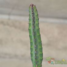 Una foto de Euphorbia heterochroma