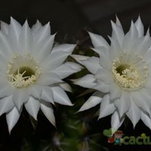 Echinopsis oxygona