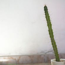 A photo of Harrisia pomanensis