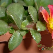Una foto de Portulaca umbraticola