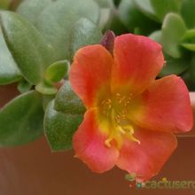 Una foto de Portulaca umbraticola