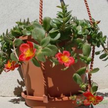 Una foto de Portulaca umbraticola