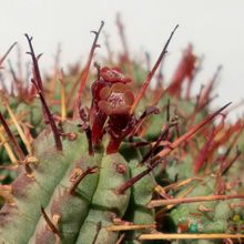 A photo of Euphorbia submamillaris