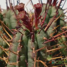 A photo of Euphorbia submamillaris
