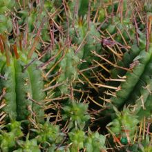A photo of Euphorbia submamillaris