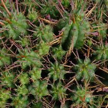 A photo of Euphorbia submamillaris