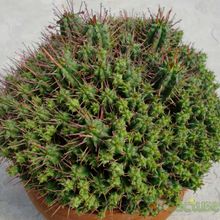 A photo of Euphorbia submamillaris