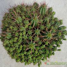 A photo of Euphorbia submamillaris