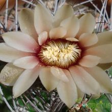 A photo of Gymnocalycium mostii subsp. valnicekianum