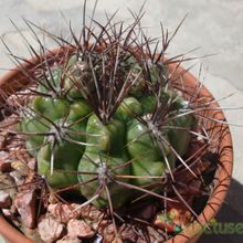 A photo of Gymnocalycium mostii subsp. valnicekianum