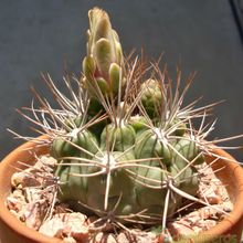 A photo of Gymnocalycium mostii subsp. valnicekianum