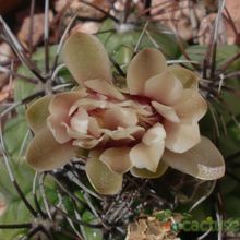 A photo of Gymnocalycium mostii subsp. valnicekianum