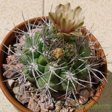 A photo of Gymnocalycium mostii subsp. valnicekianum