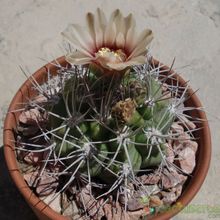 A photo of Gymnocalycium mostii subsp. valnicekianum