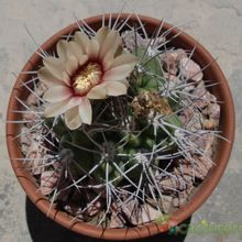 A photo of Gymnocalycium mostii subsp. valnicekianum