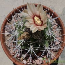 A photo of Gymnocalycium mostii subsp. valnicekianum