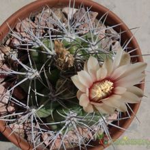 A photo of Gymnocalycium mostii subsp. valnicekianum