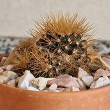 A photo of Mammillaria flavescens var. nivosa