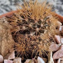 A photo of Mammillaria flavescens var. nivosa