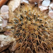 A photo of Mammillaria flavescens var. nivosa