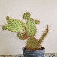 Una foto de Consolea spinosissima