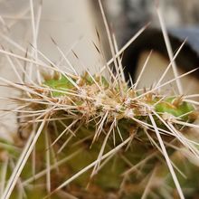 Una foto de Consolea spinosissima