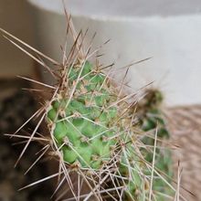 Una foto de Consolea spinosissima