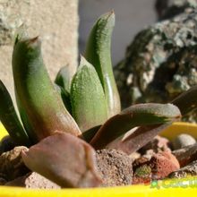 Una foto de Haworthia truncata cv. Harry Johnson