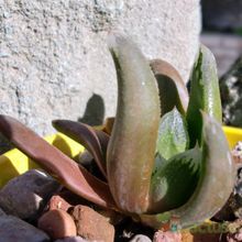 Una foto de Haworthia truncata cv. Harry Johnson