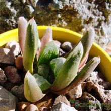 Una foto de Haworthia truncata cv. Harry Johnson