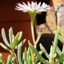 A photo of Mesembryanthemum reptans