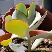 A photo of Cotyledon macrantha