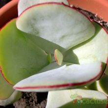 A photo of Cotyledon macrantha
