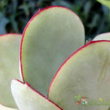 A photo of Cotyledon macrantha