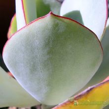 A photo of Cotyledon macrantha