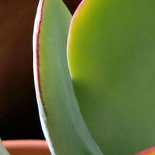 A photo of Cotyledon macrantha
