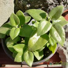 A photo of Mesembryanthemum cordifolium