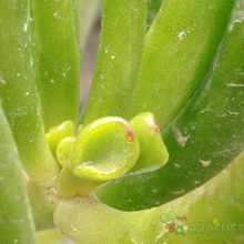 A photo of Crassula ovata cv. gollum