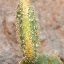 A photo of Opuntia microdasys fma. crestada