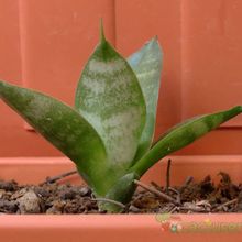 A photo of Sansevieria trifasciata