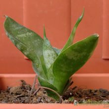 A photo of Sansevieria trifasciata