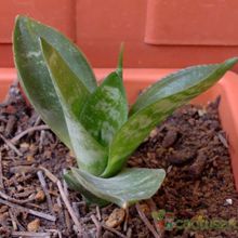 A photo of Sansevieria trifasciata