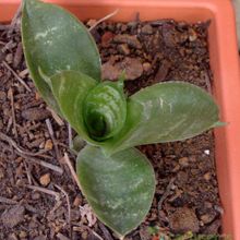 A photo of Sansevieria trifasciata
