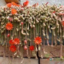 Echinopsis chamaecereus