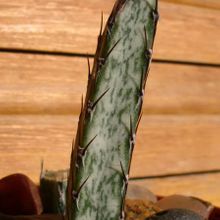 A photo of Cereus spegazzinii
