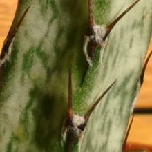 A photo of Cereus spegazzinii