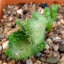 Una foto de Euphorbia procumbens fma. crestada