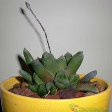 Una foto de Haworthia truncata cv. Harry Johnson