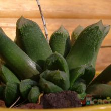 Una foto de Haworthia truncata cv. Harry Johnson